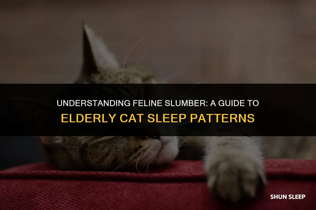 how many hours a day do elderly cats sleep