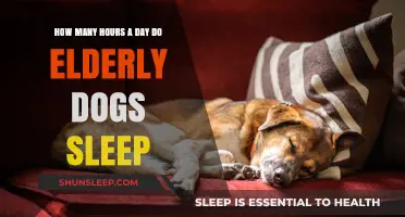 Understanding Canine Rest: A Guide to Elderly Dog Sleep Patterns