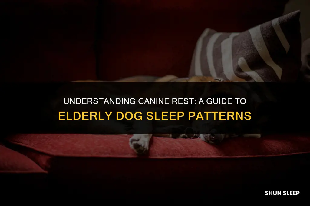 how many hours a day do elderly dogs sleep