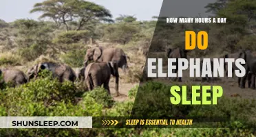 Unveiling the Secrets of Elephant Slumber: A Daily Rest Ritual