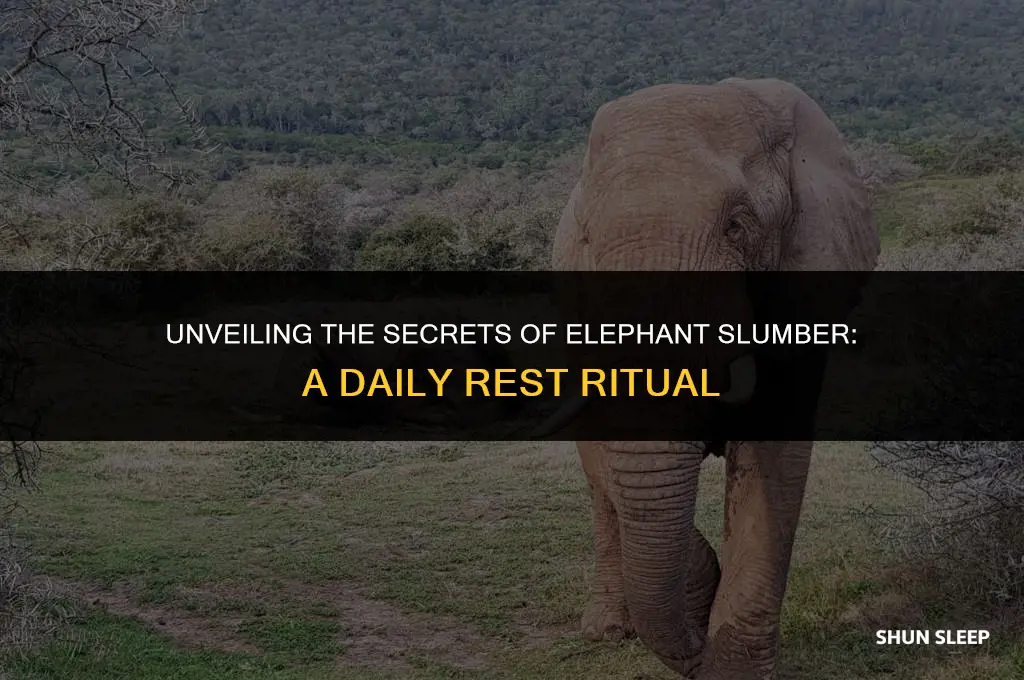 how many hours a day do elephants sleep