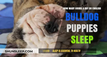 Understanding the Sleep Patterns of English Bulldog Puppies