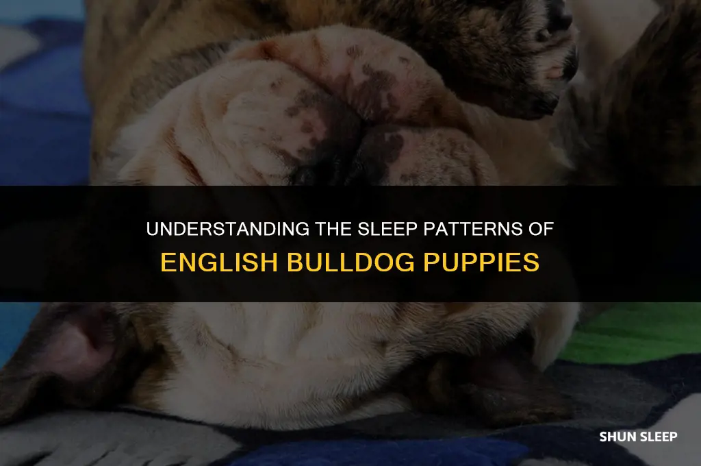 how many hours a day do english bulldog puppies sleep