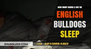 Understanding the Sleep Patterns of English Bulldogs: A Comprehensive Guide
