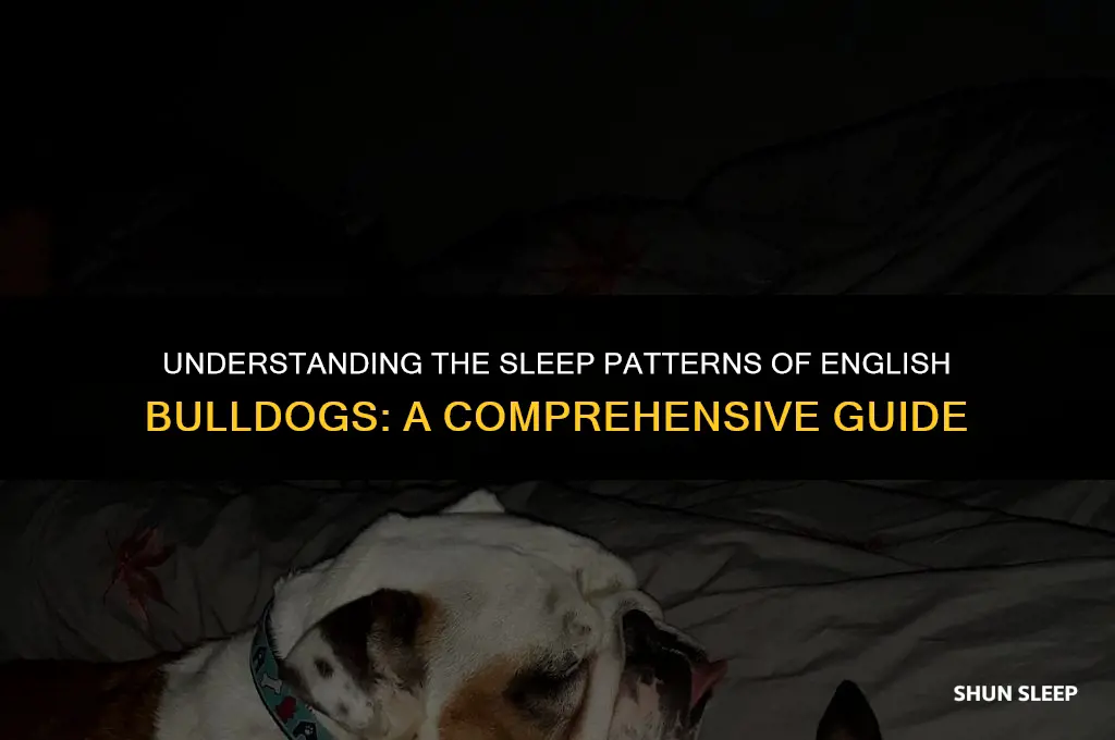 how many hours a day do english bulldogs sleep
