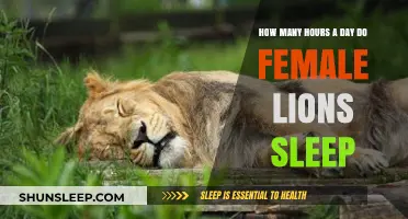 Resting Regals: Unveiling the Sleep Secrets of Female Lions
