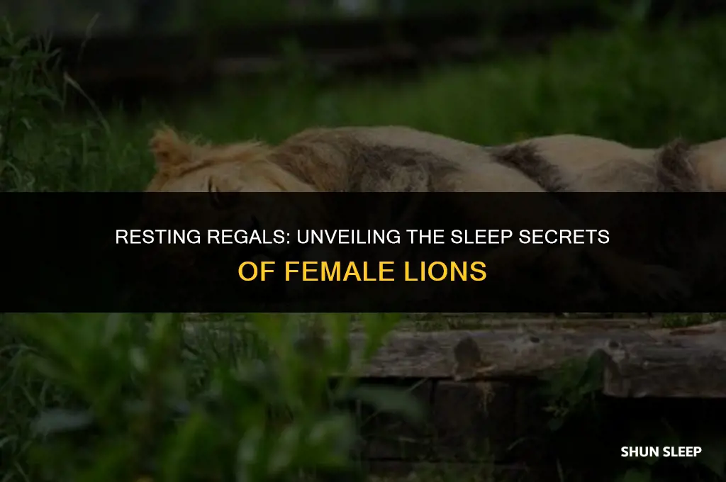 how many hours a day do female lions sleep
