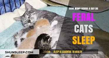 Unveiling the Sleep Secrets of Feral Cats: A Daily Rest Analysis