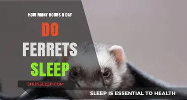 Understanding Ferret Sleep Patterns: A Guide to Their Daily Rest