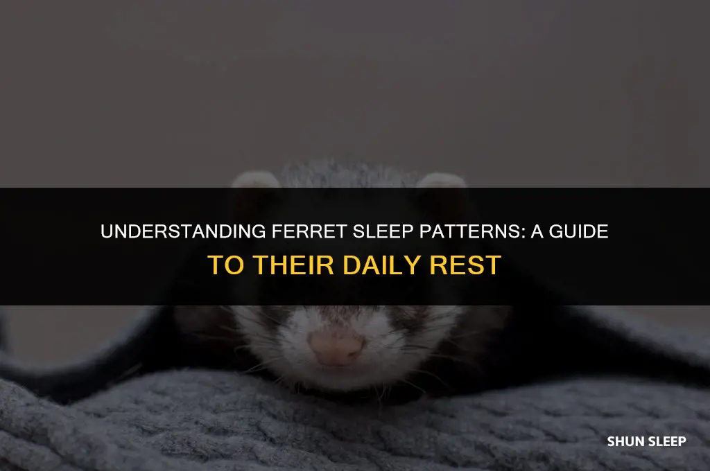 how many hours a day do ferrets sleep