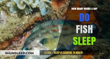 Unveiling the Mysteries of Fish Slumber: A Deep Dive into Aquatic Rest Patterns