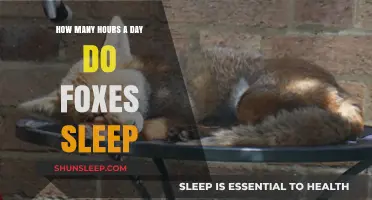Unveiling the Sleep Secrets of Foxes: A Daily Rest Analysis