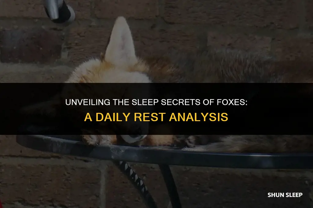 how many hours a day do foxes sleep