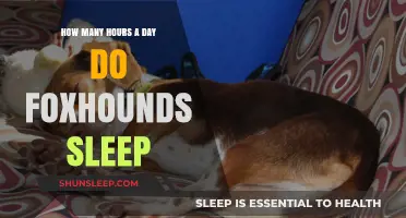 Unveiling the Restful Habits of Foxhounds: A Canine Sleep Study