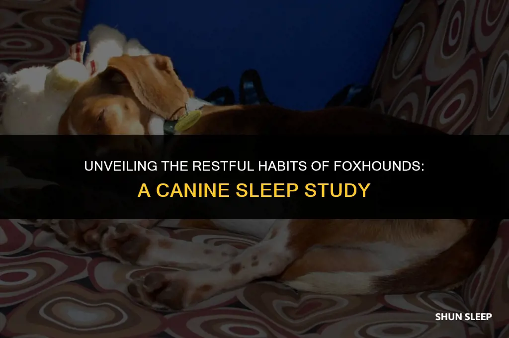 how many hours a day do foxhounds sleep