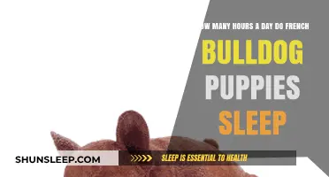 Understanding the Sleep Patterns of French Bulldog Puppies
