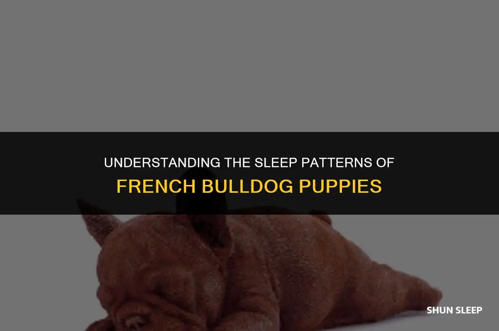 how many hours a day do french bulldog puppies sleep