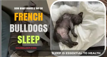 Understanding French Bulldog Sleep Patterns: A Comprehensive Guide