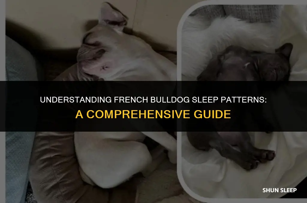 how many hours a day do french bulldogs sleep