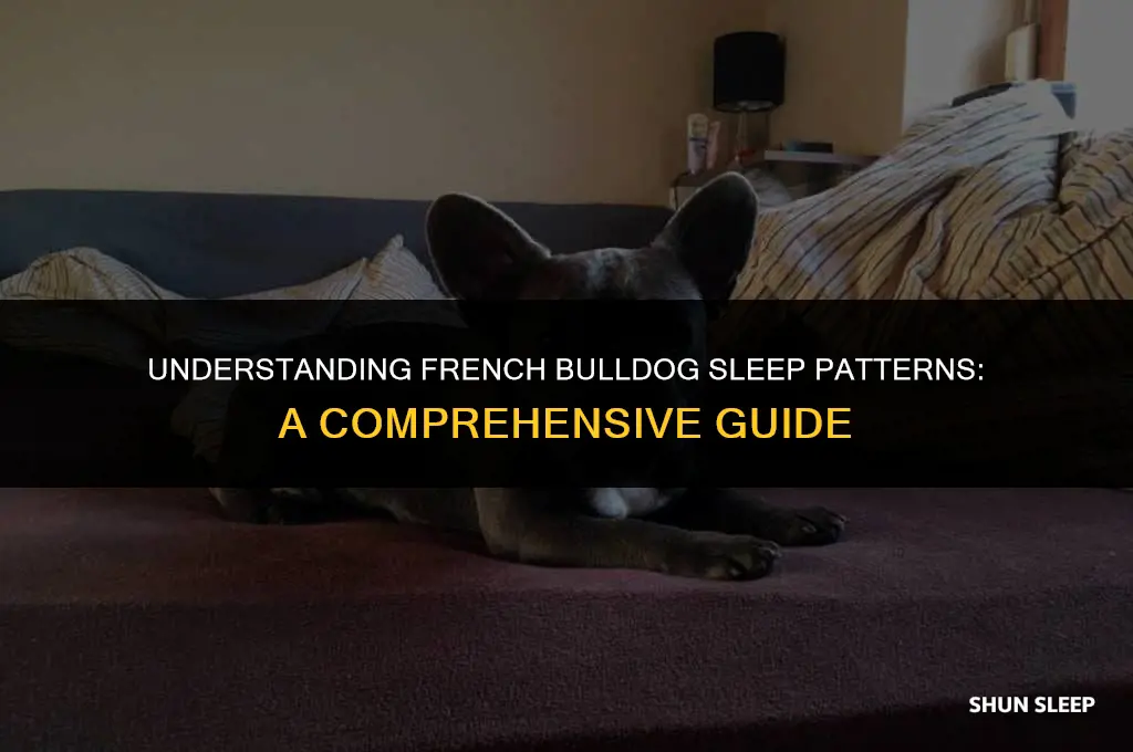 how many hours a day do frenchies sleep