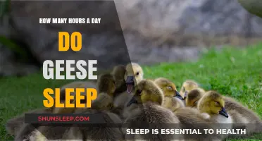 Unveiling the Mysteries of Goose Slumber: A Day in the Life
