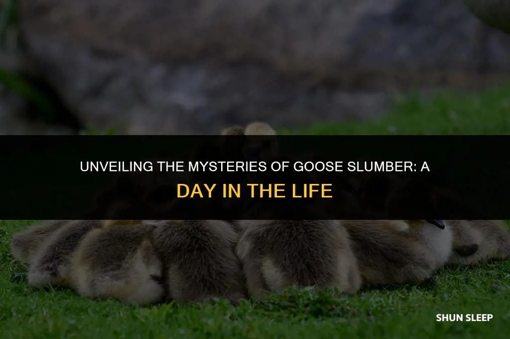 how many hours a day do geese sleep