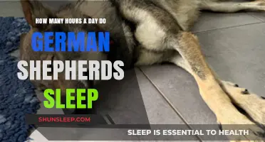 Understanding Canine Rest: A Guide to German Shepherd Sleep Patterns