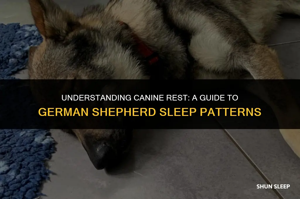 how many hours a day do german shepherds sleep