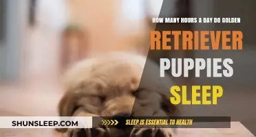 Golden Retriever Puppies: Unveiling Their Daily Sleep Secrets