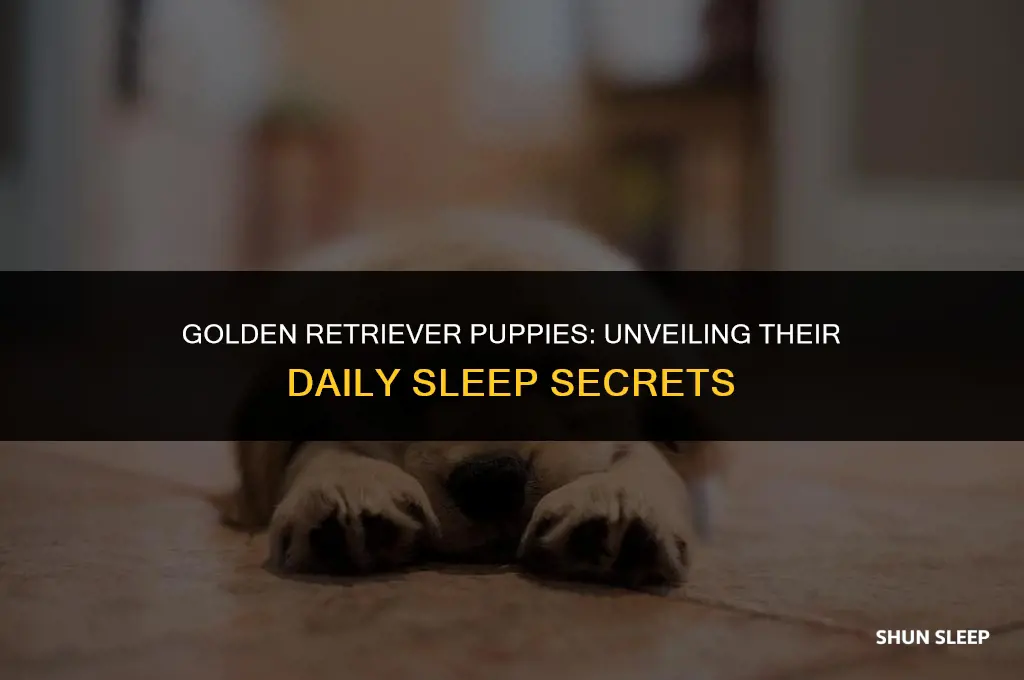 how many hours a day do golden retriever puppies sleep