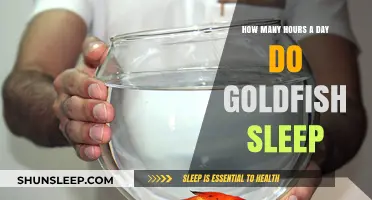 Unveiling the Slumber Secrets of Goldfish: A Daily Rest Guide
