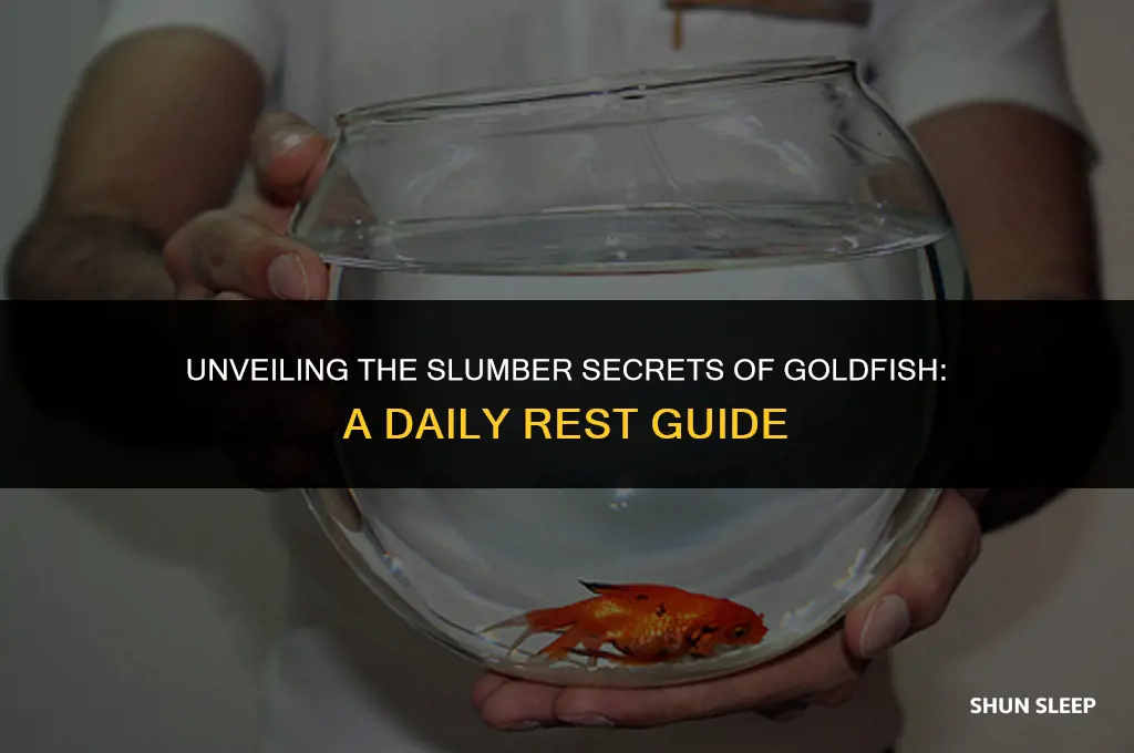 how many hours a day do goldfish sleep