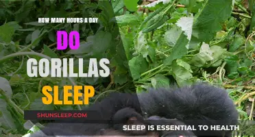 Unveiling Gorilla Slumber: A Deep Dive into Their Daily Rest Patterns