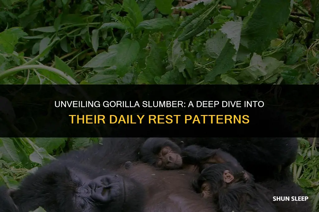 how many hours a day do gorillas sleep