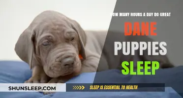 Understanding the Sleep Patterns of Great Dane Puppies: A Comprehensive Guide