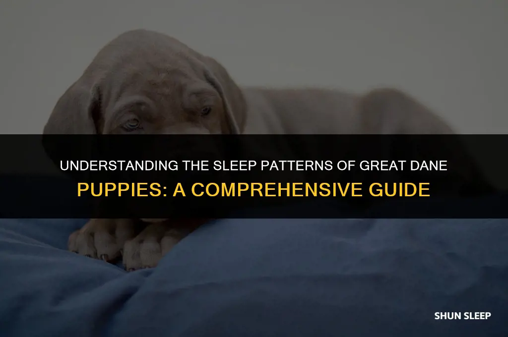 how many hours a day do great dane puppies sleep