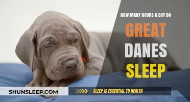 Understanding the Sleep Patterns of Great Danes: A Comprehensive Guide