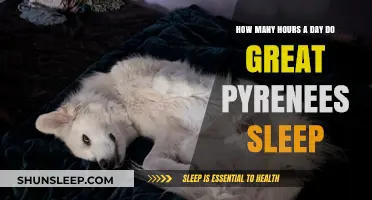 Understanding the Sleep Patterns of Great Pyrenees Dogs