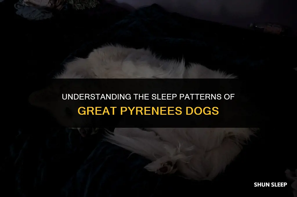 how many hours a day do great pyrenees sleep