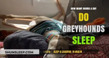 Understanding Greyhound Sleep Patterns: A Guide to Their Daily Rest