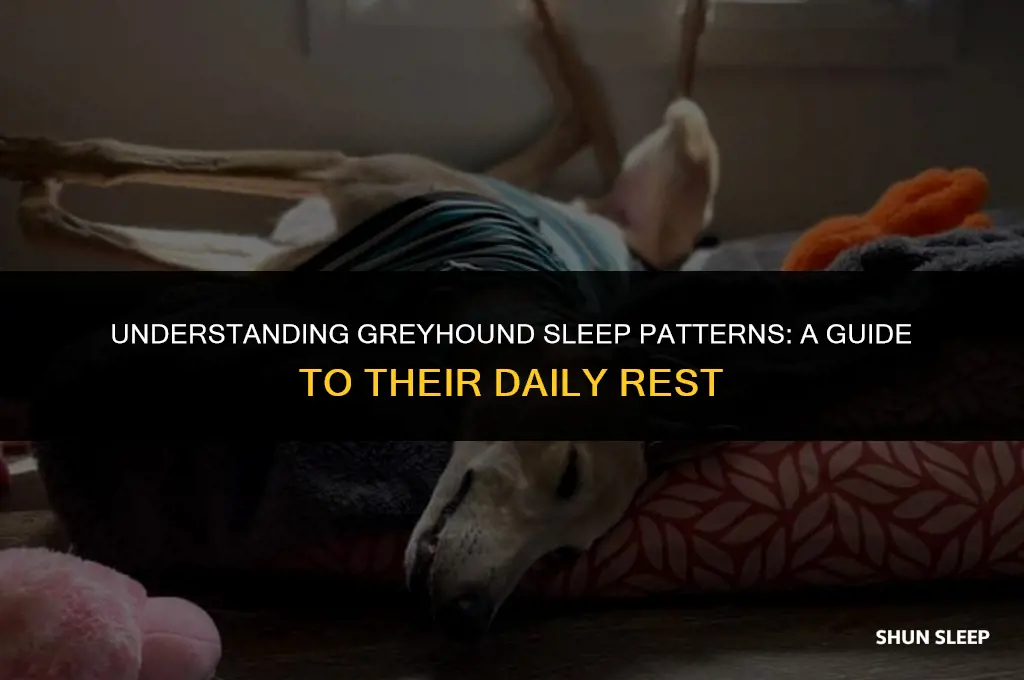 how many hours a day do greyhounds sleep