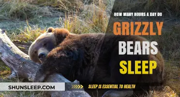 Unveiling the Sleep Secrets of Grizzly Bears: A Daily Rest Analysis