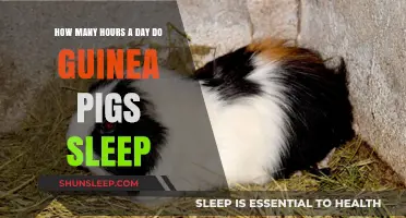 Understanding Guinea Pig Sleep Patterns: A Comprehensive Guide