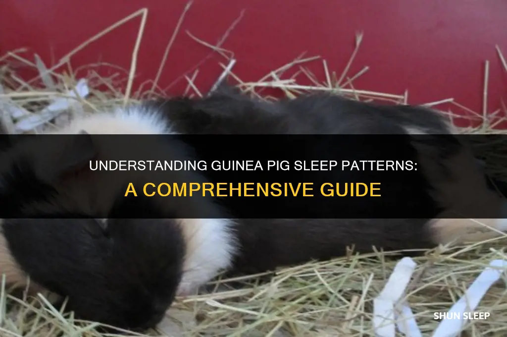 how many hours a day do guinea pigs sleep