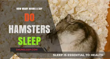 Understanding Hamster Sleep Patterns: A Guide to Their Daily Rest