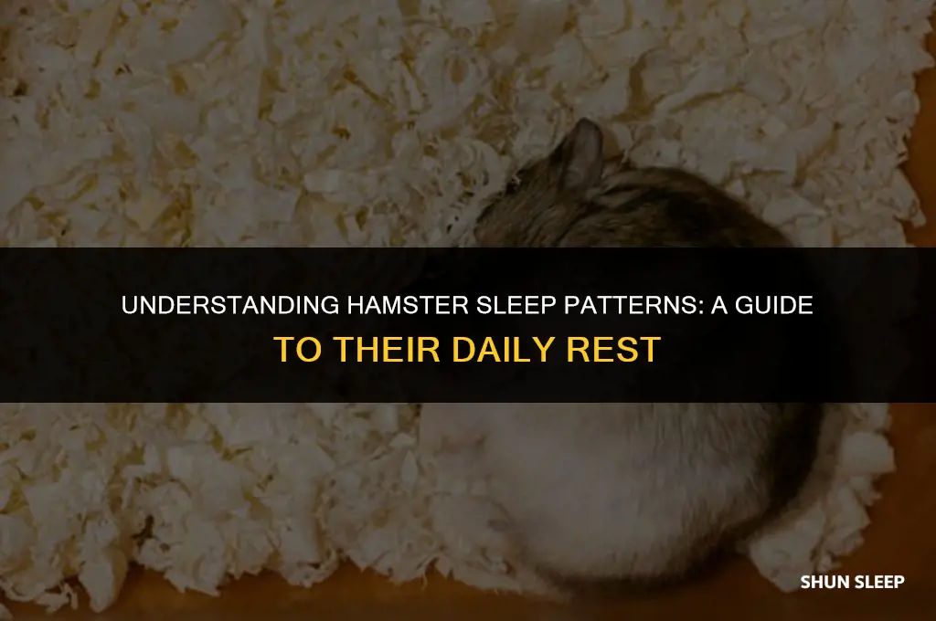 how many hours a day do hamsters sleep