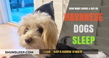 Understanding the Sleep Patterns of Havanese Dogs: A Comprehensive Guide