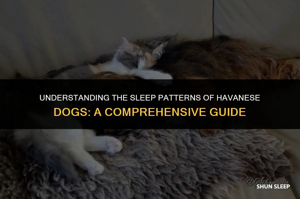 how many hours a day do havanese dogs sleep
