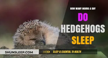 Unveiling the Slumber Secrets: A Day in the Life of a Hedgehog