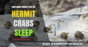 Unveiling the Sleep Secrets of Hermit Crabs: A Daily Rest Guide